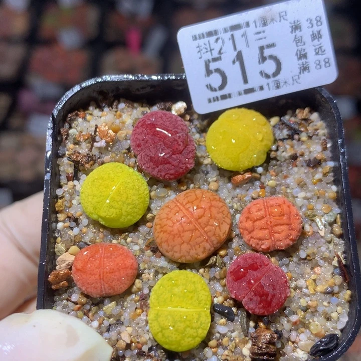 精品生石花211.515