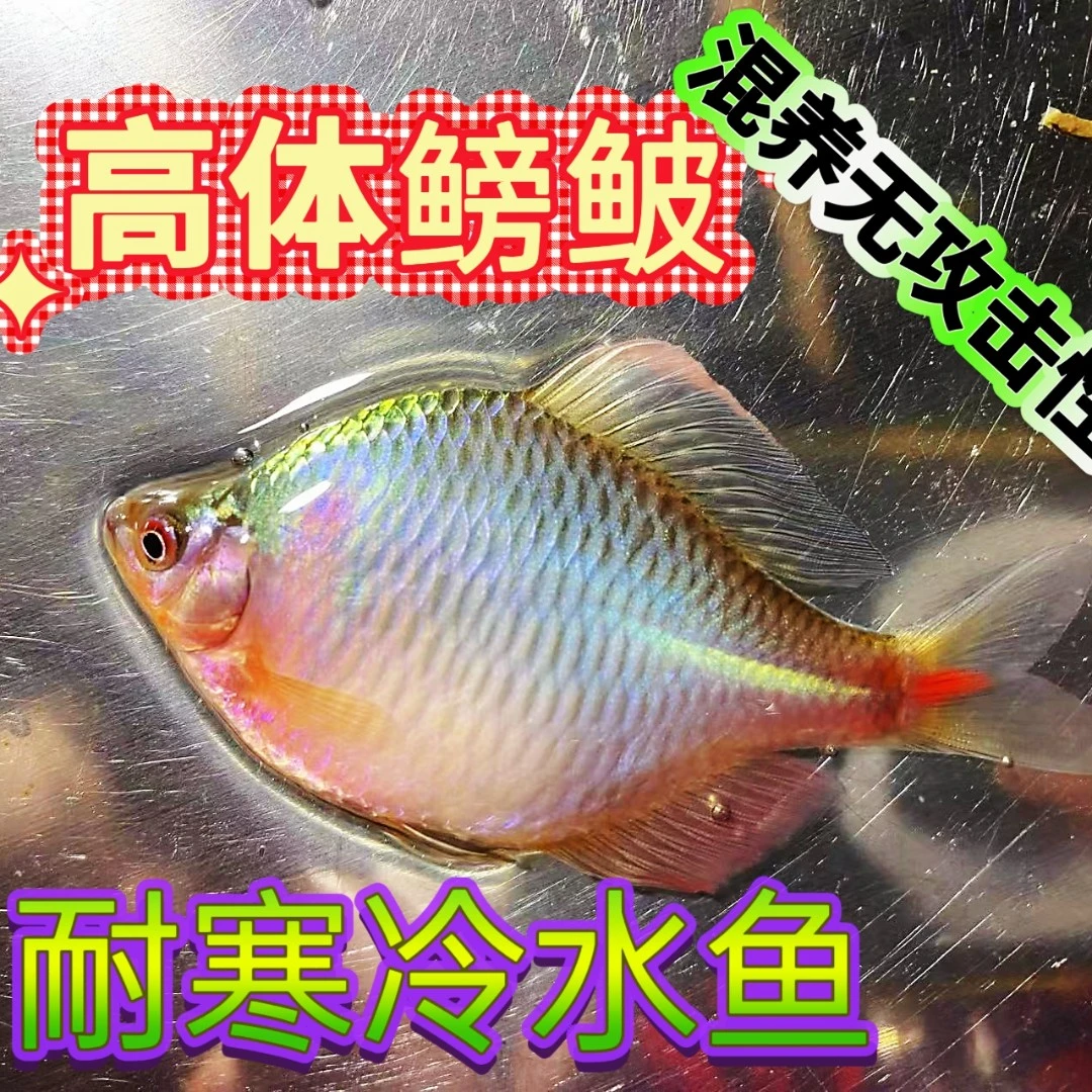 高体鳑鲏观赏鱼冷水群游啃藻耐寒鲜活小型鱼不加温好养原生白云鱼