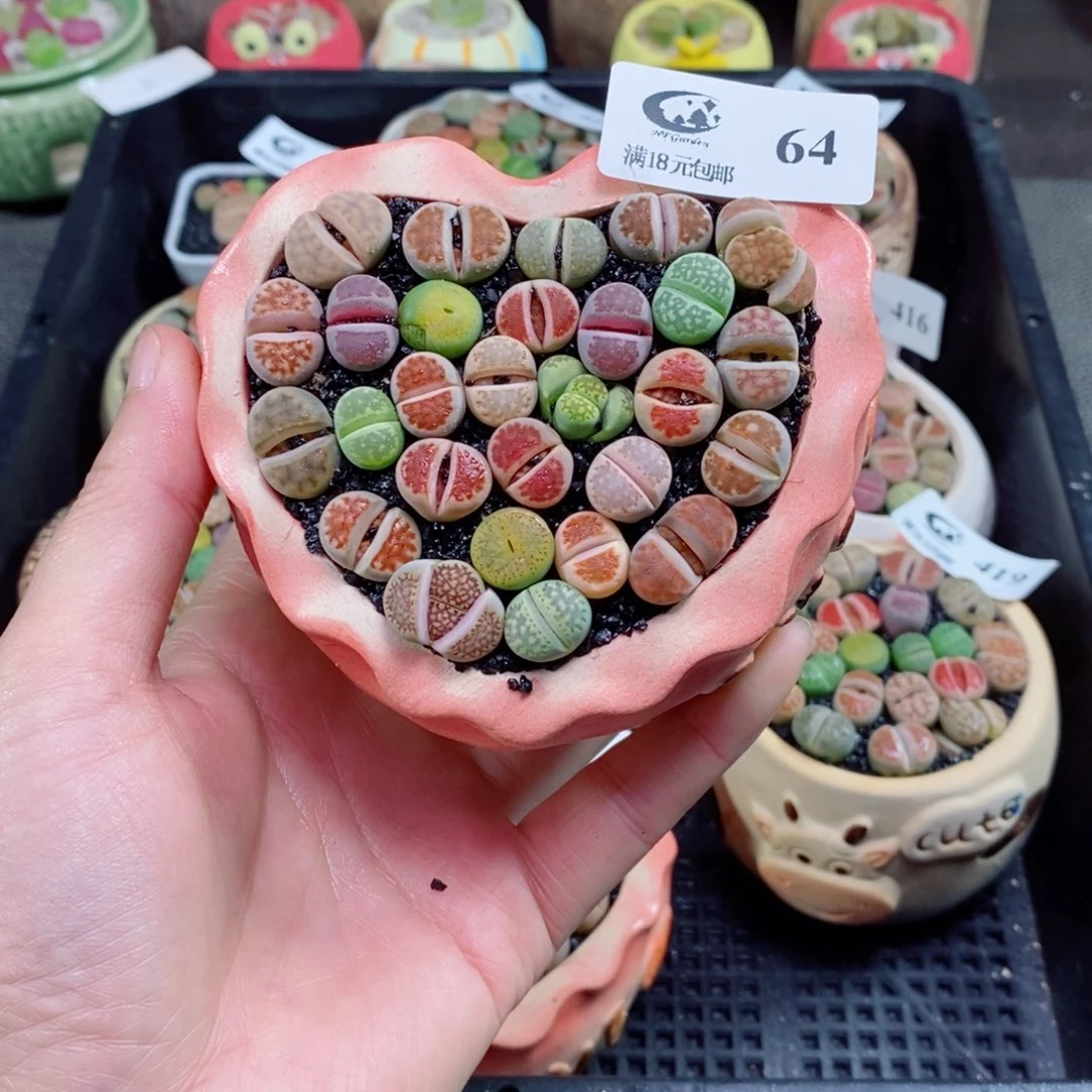 生石花花花花花花64