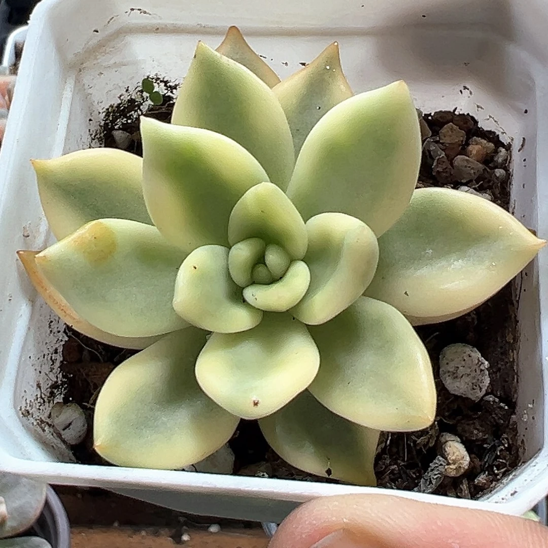 祝之松锦小方花圃一单包邮非偏远