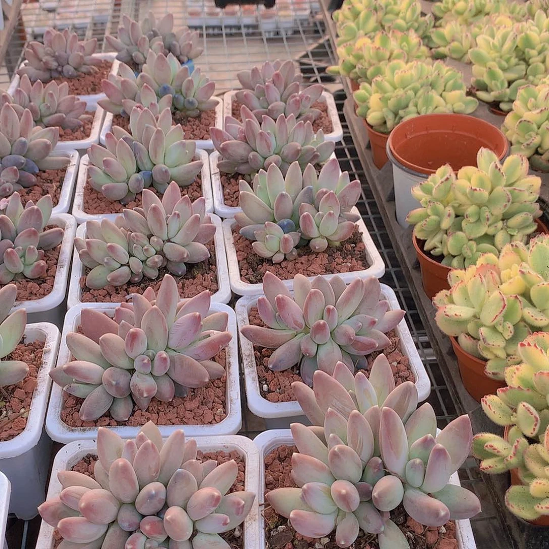 星空美人6464545454646451