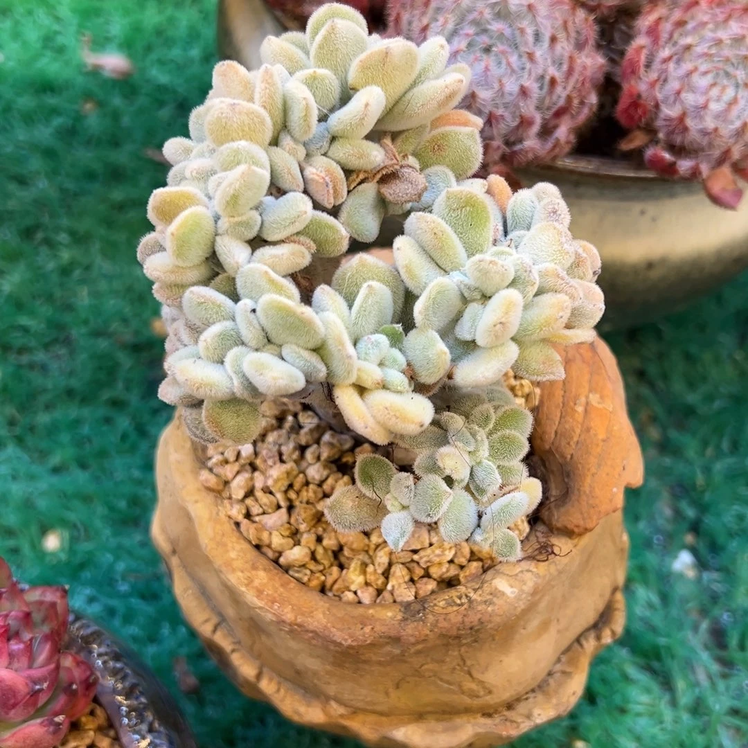 雪晃星缀化，，，，，，，，，，，，，，
