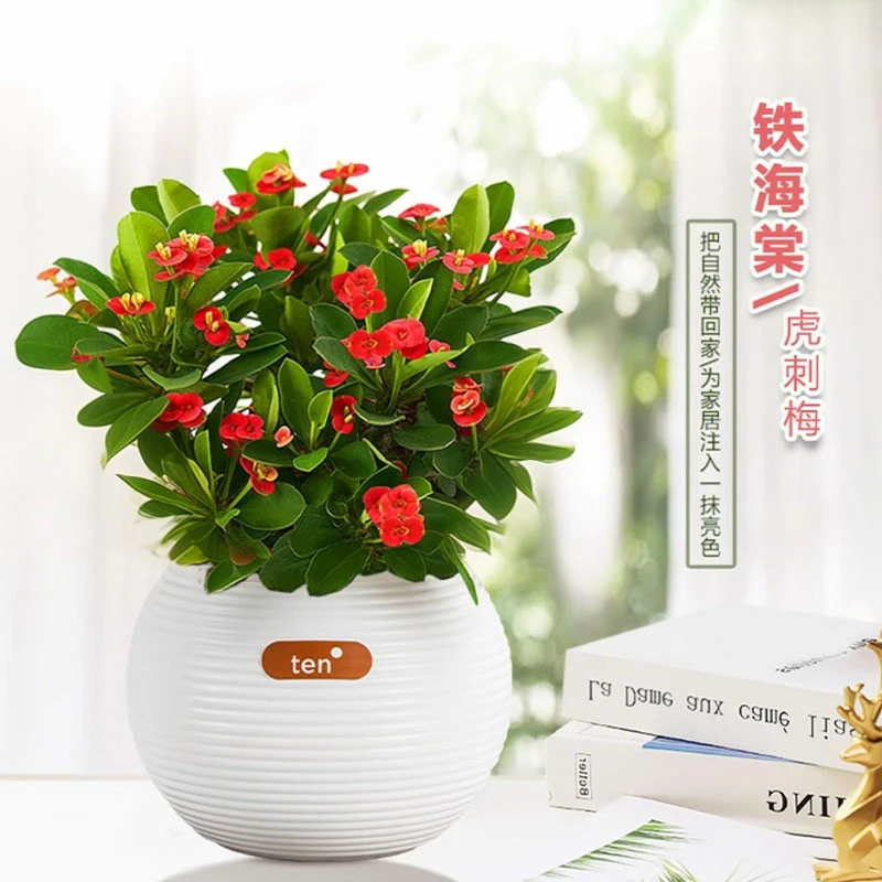 铁海棠盆栽四季种植开花植物盆栽室内外客厅虎刺梅带花发货