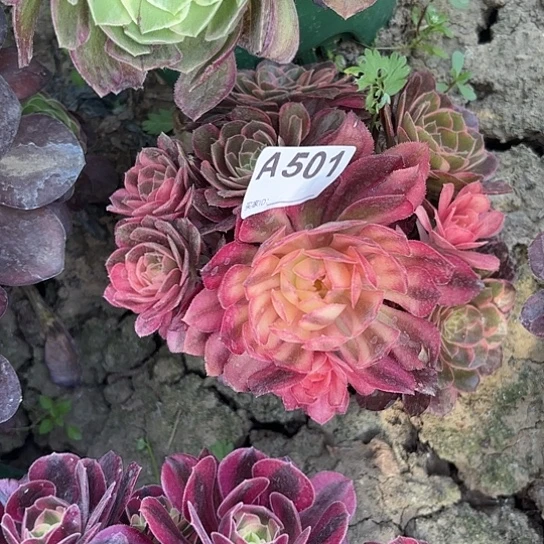 黑魔锦法师手捧福利无售后8-14