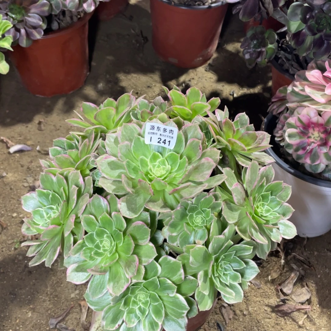 241万变多肉法师断枝不包