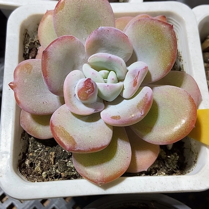 多肉植物韩版奶茶单头6127