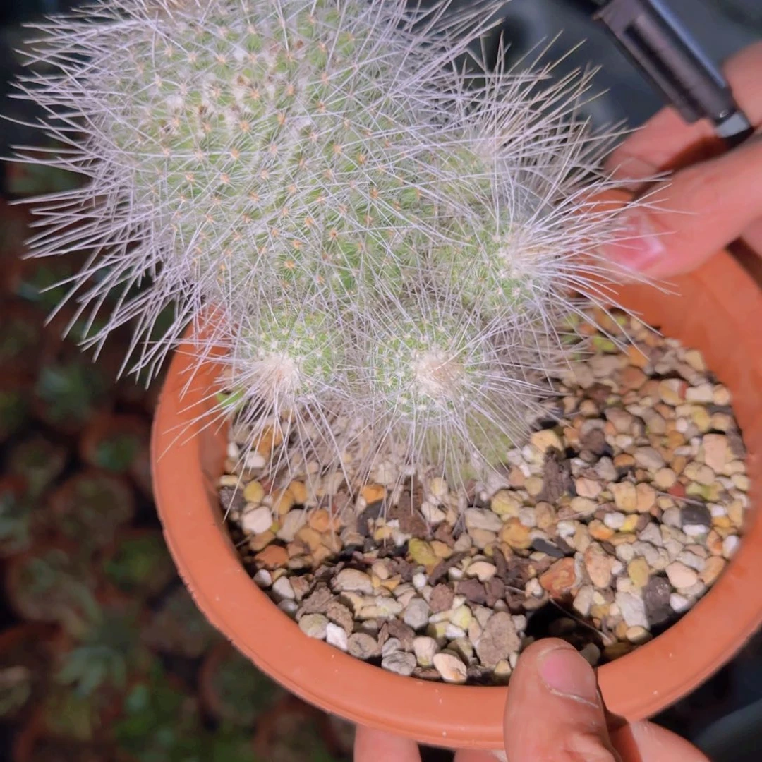 如*块根植物块根植物