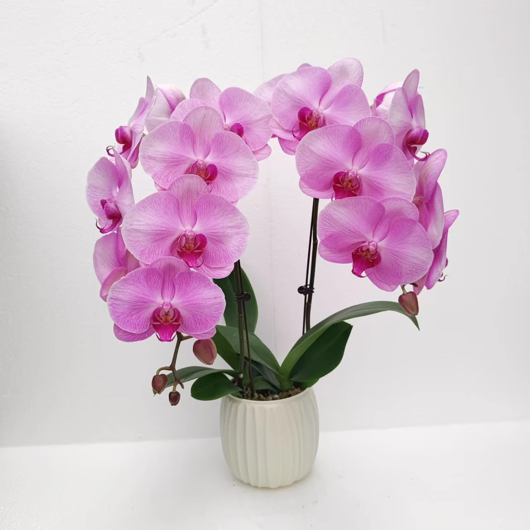 蝴蝶兰【星辰】粉色大花型室内种植观赏送礼苗情优质基地直发