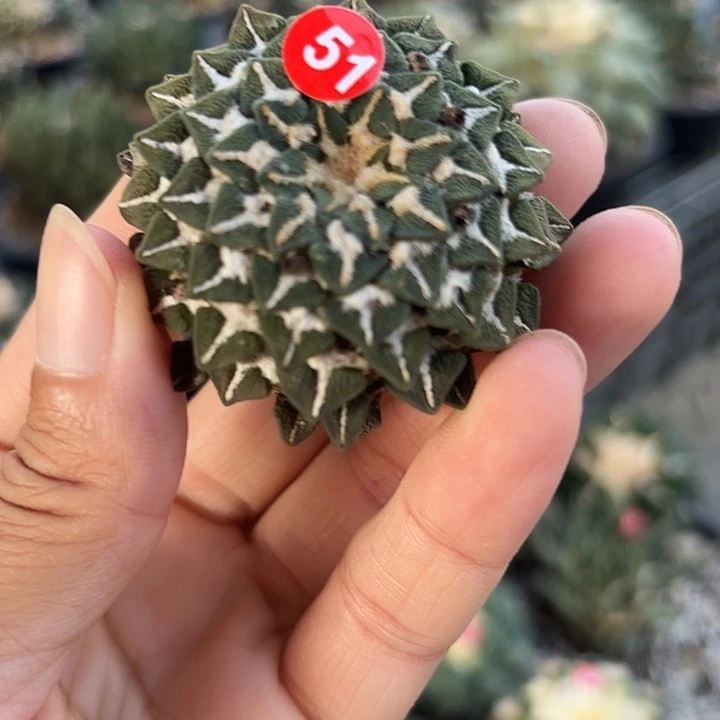 苗接落地仙人球51