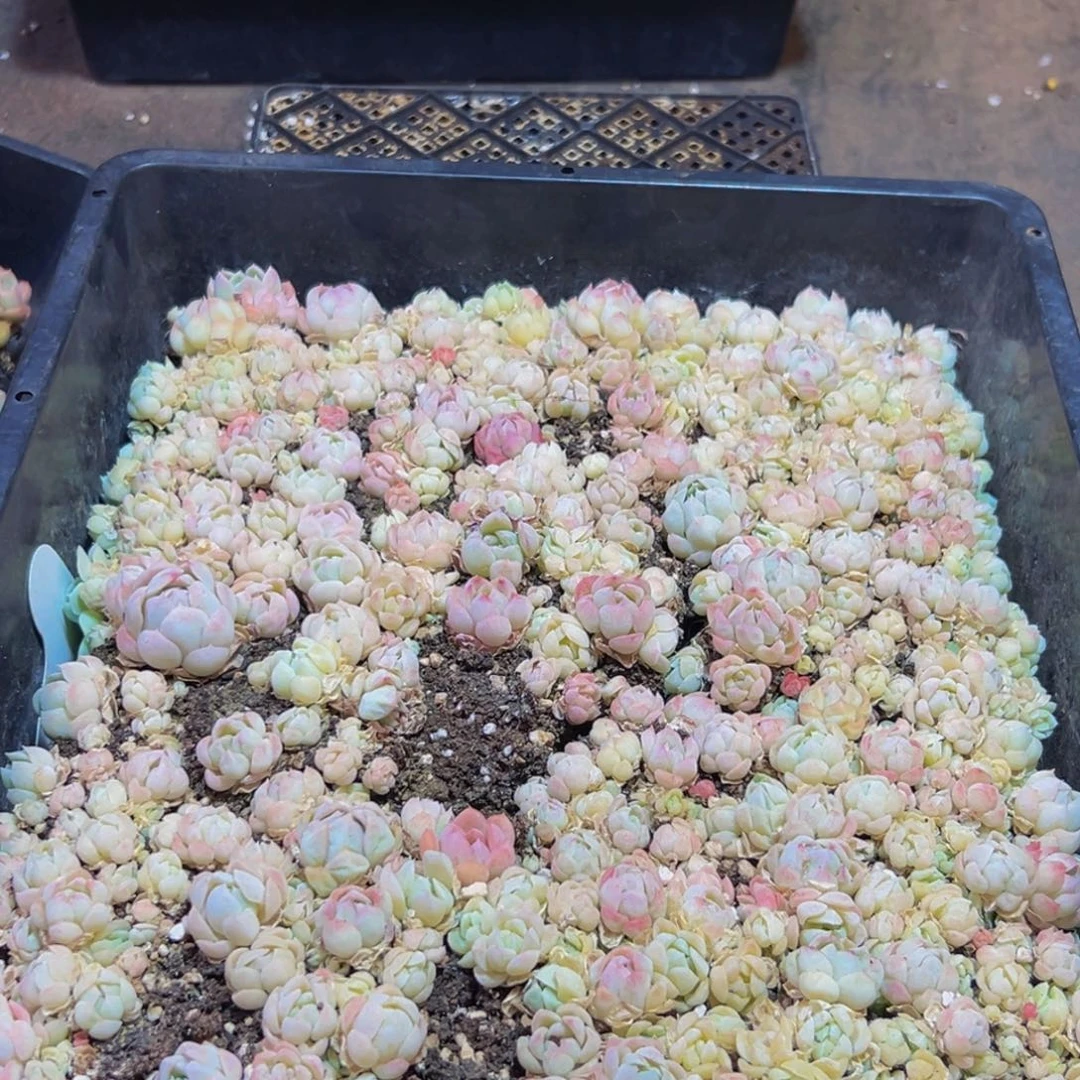 795多肉的小龙虾和一个