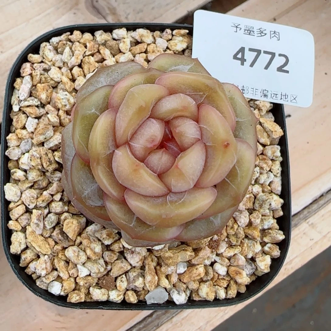 糖璃，4772多肉植物