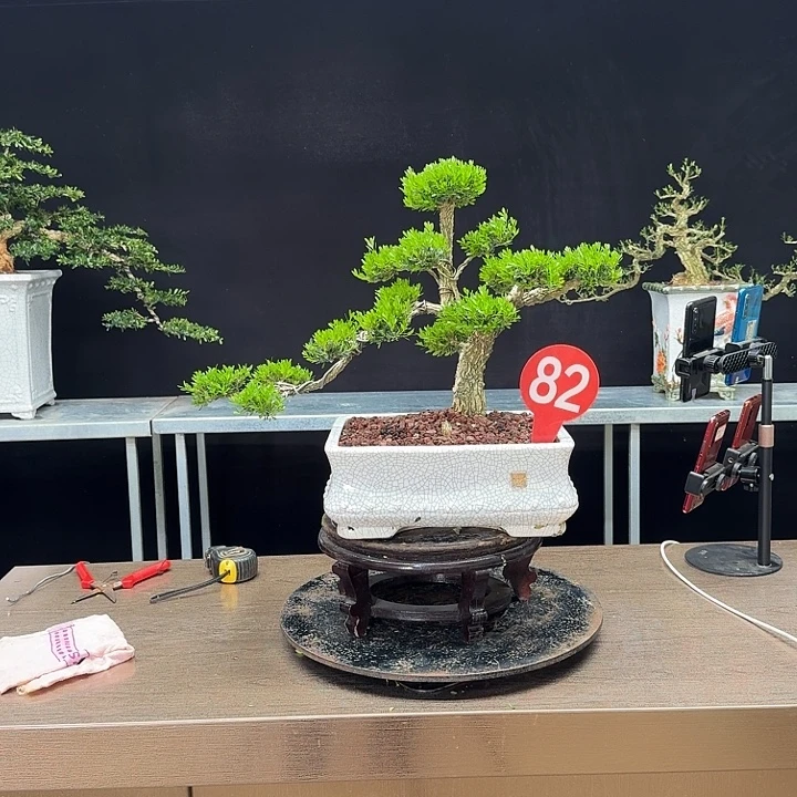 无花朵黄杨黄杨黄杨黄杨