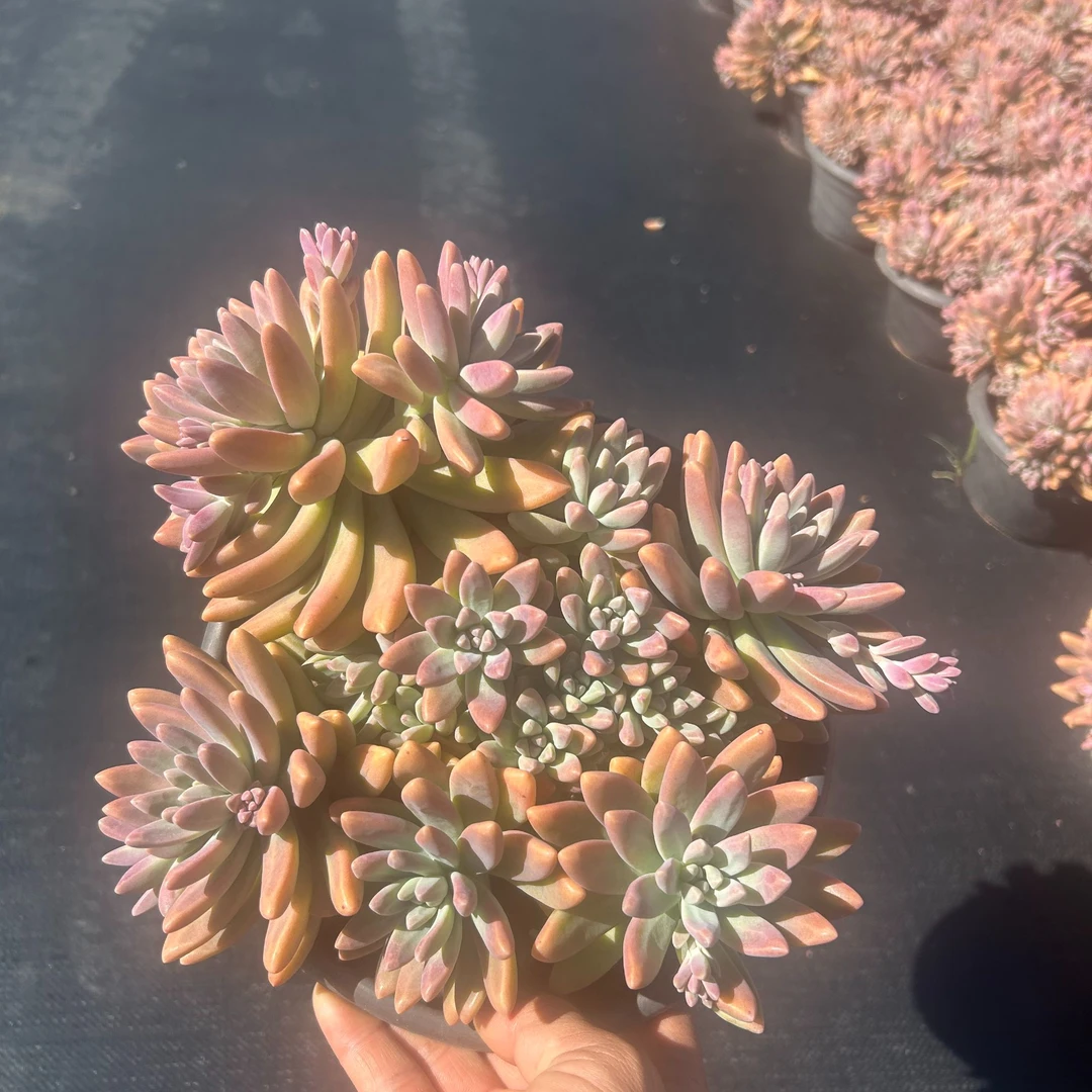 秋丽多肉（满9.99包邮）