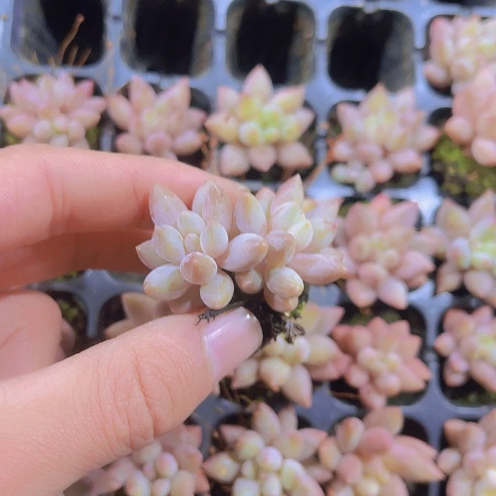精品金鱼姬满9.9包邮