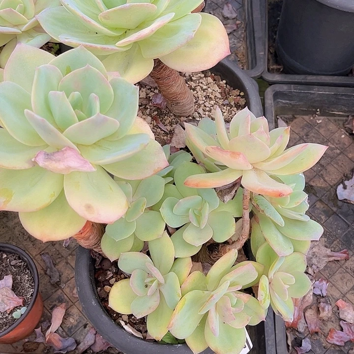 白凤2592多肉植物