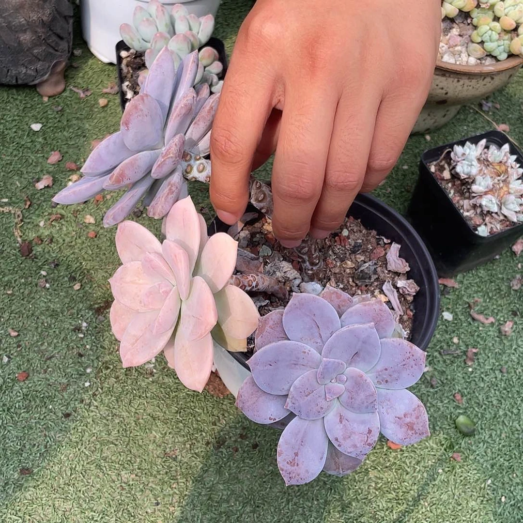 华丽风车多肉植物