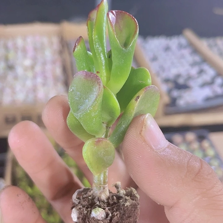 吸财树精品多肉量拍