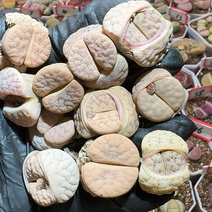 生石花23/：/。 92