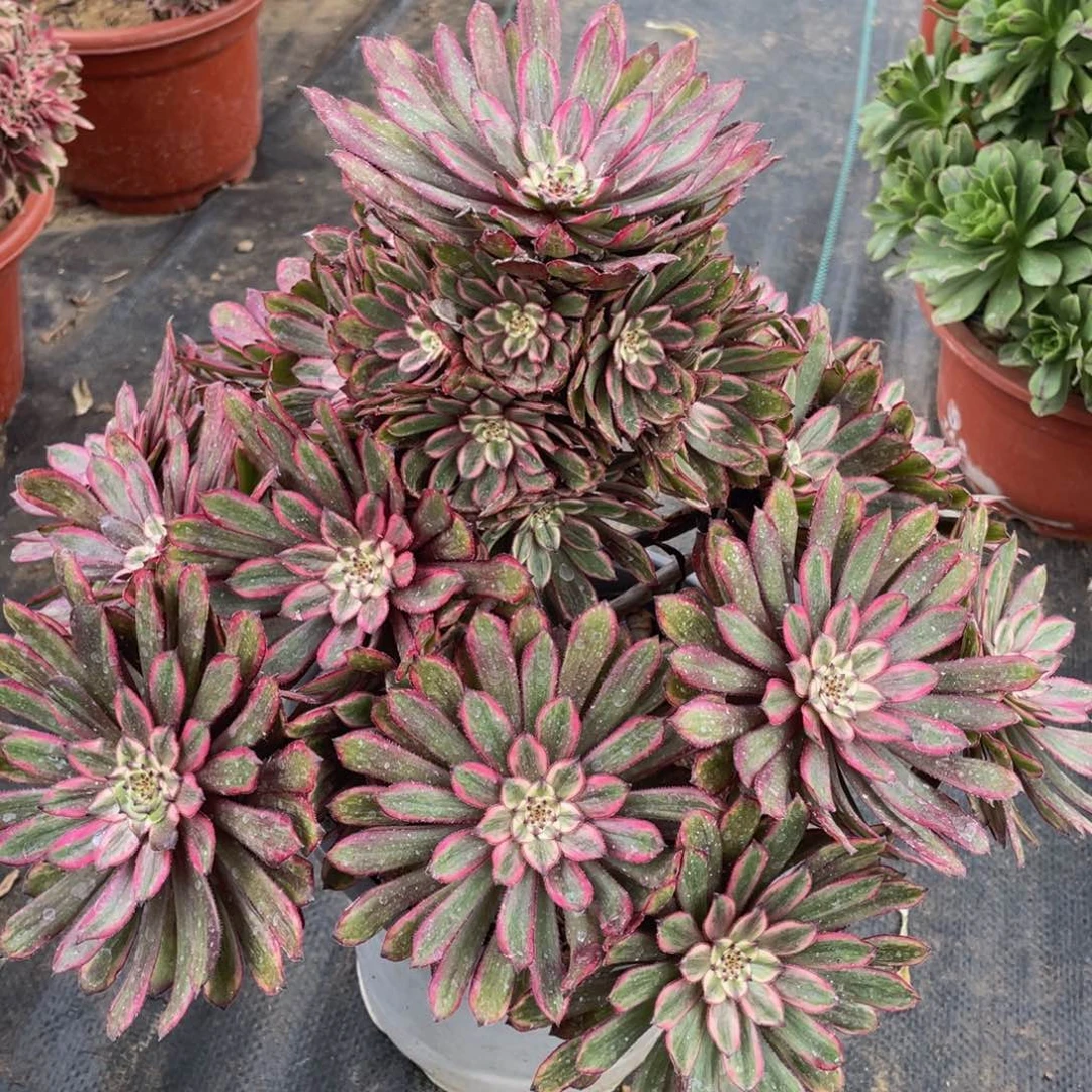 353紫霞仙子精品法师多肉