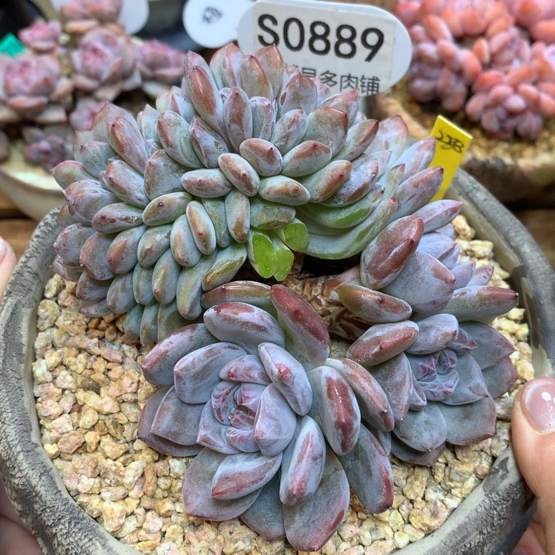 S0889 星影缀14头 朵朵缀 实生自然群