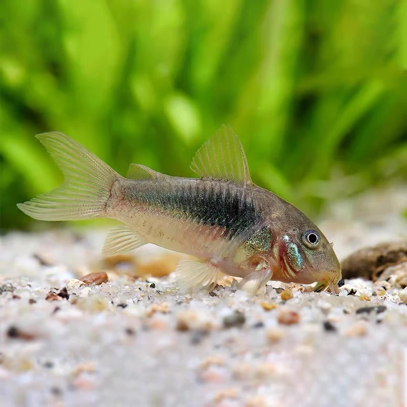 鼠鱼集合咖啡鼠金翅珍珠鼠茉莉豹鼠底层鱼鱼缸清洁工具鱼