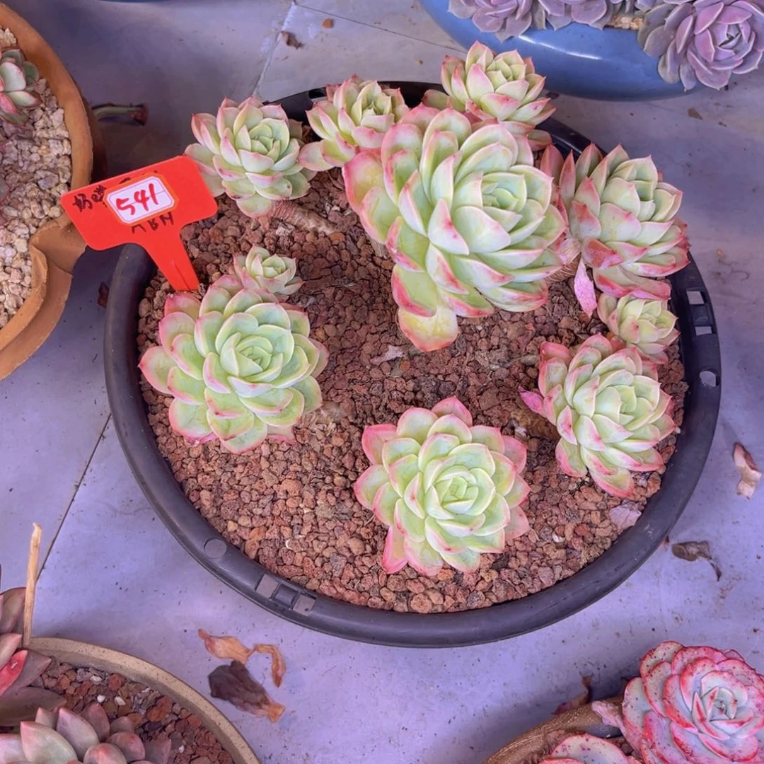 S***?哈密瓜541多肉植物