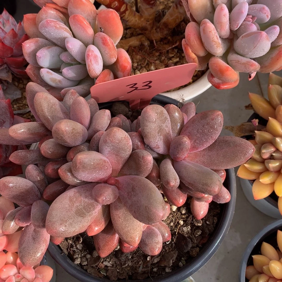 糖果美人262727227272727