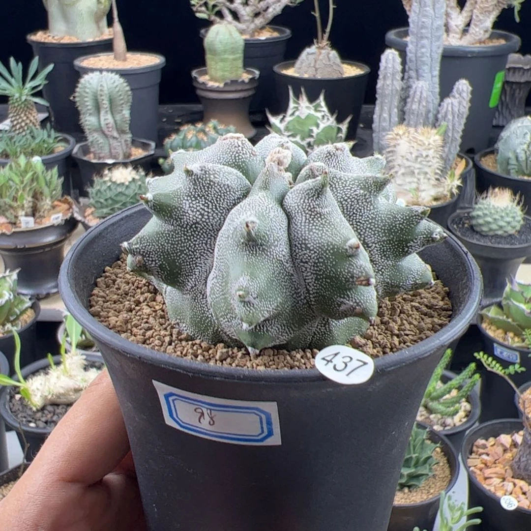 角尤鸾凤玉自根7一物一拍