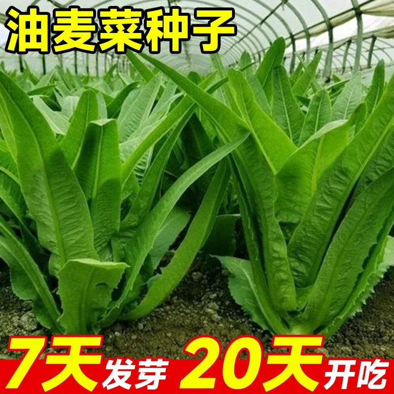 四季全国生长耐热寒鲜嫩清香庭院盆栽四季春季秋子大全蔬菜种子