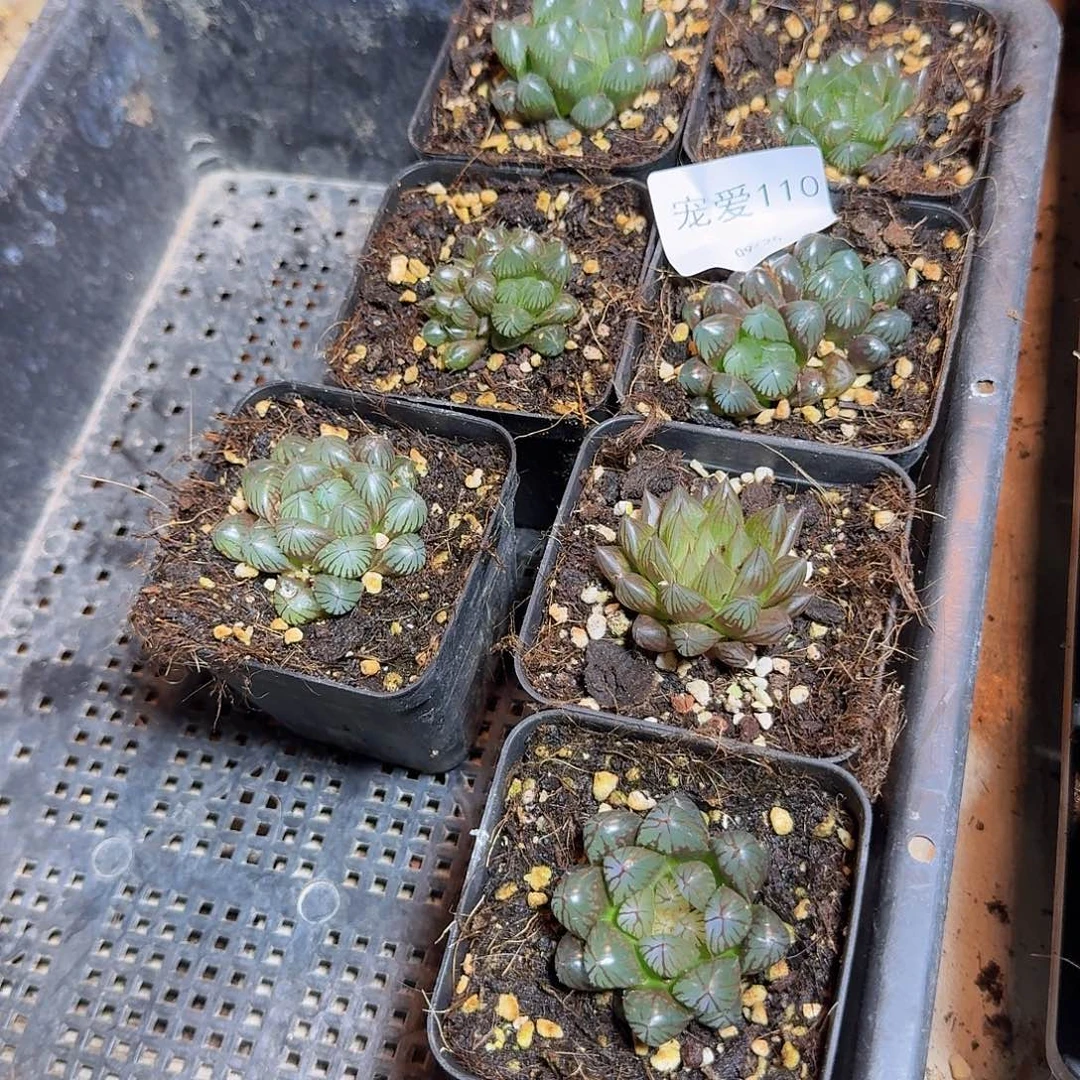 直播福利一物一拍110