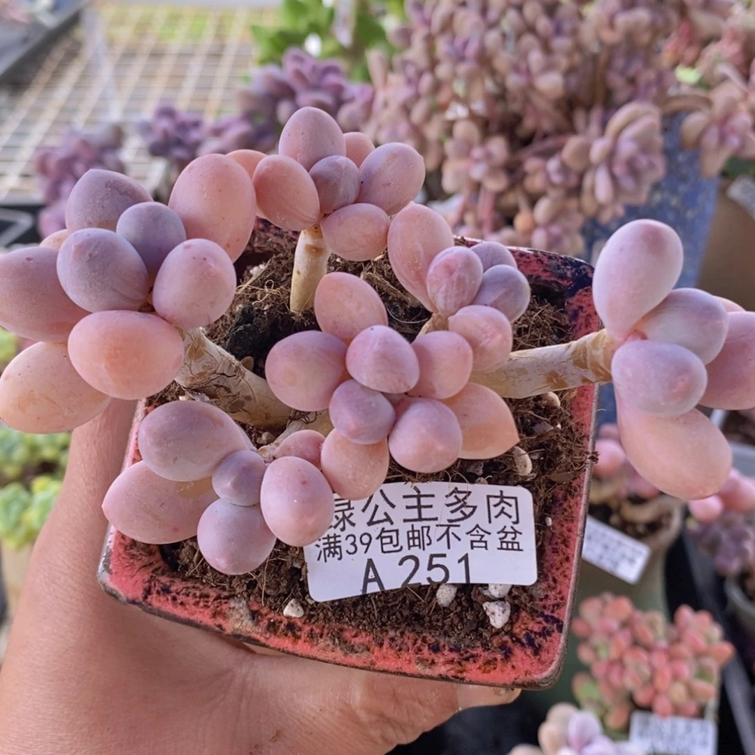 香水手指奶酪中老桩8cm251多肉植物