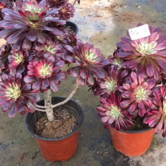 法师多肉植物?****光法师988