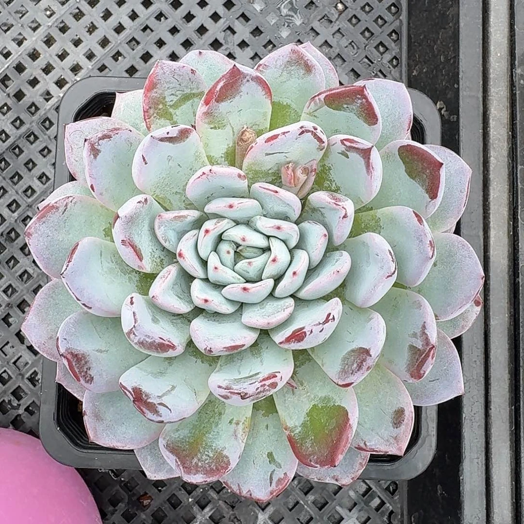 从前慢多肉编号维特