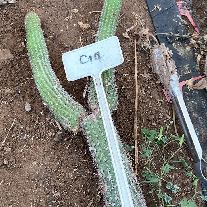 老****C14毛花柱瑕疵球25的