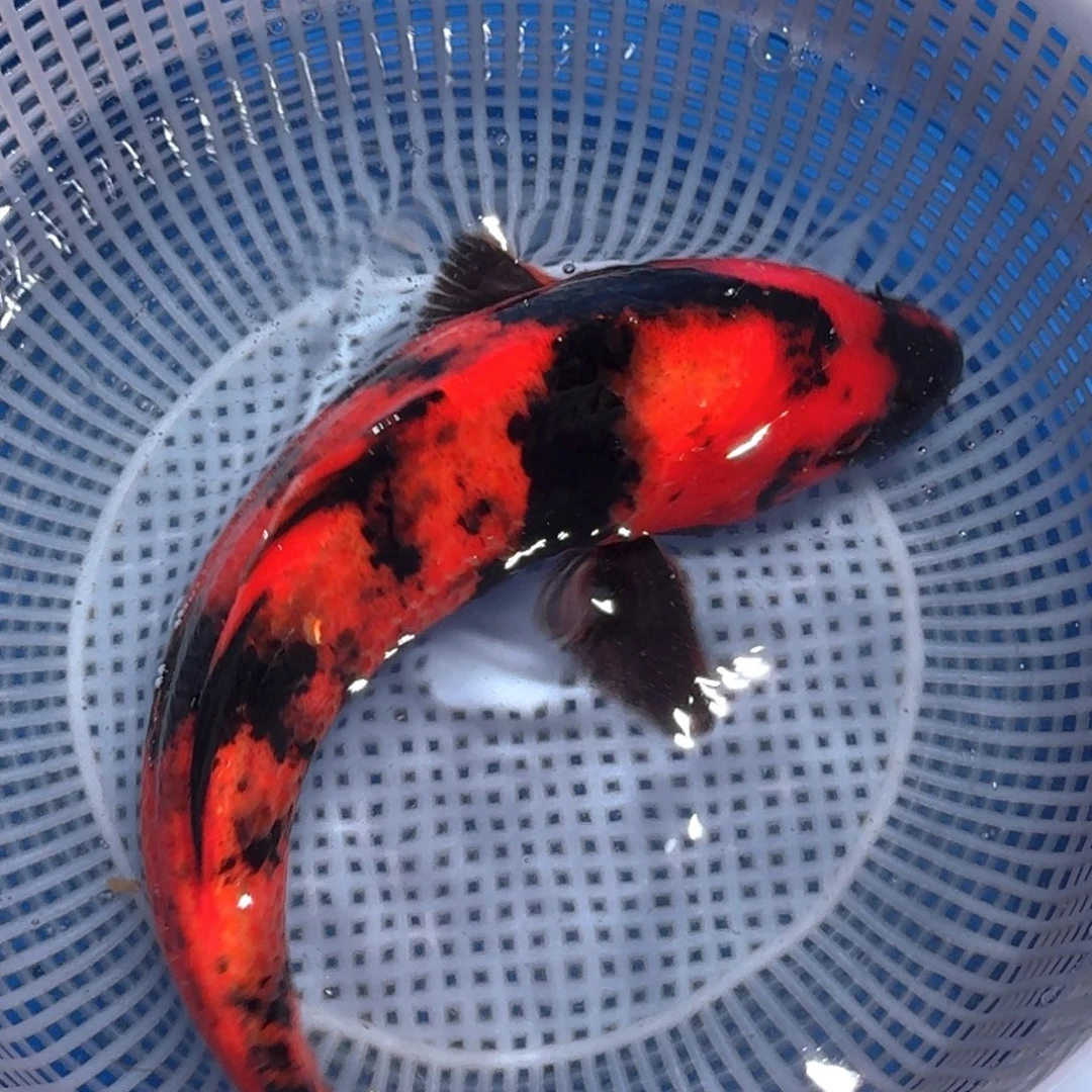 锦鲤精品甄选血统锦鲤