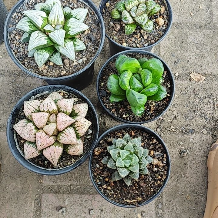 5颗多肉植物原盆土