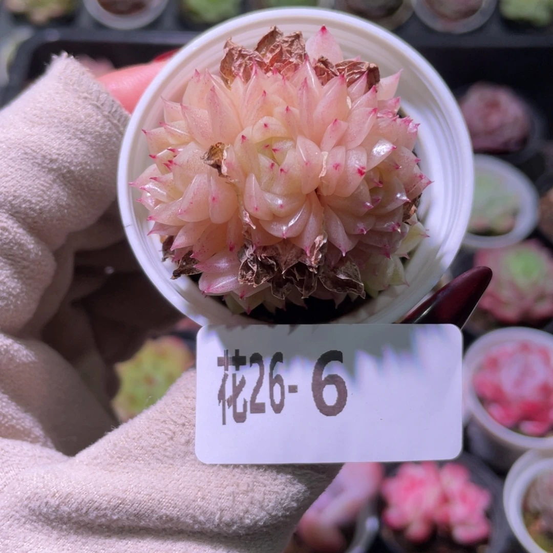 花利美26-6麦秆群