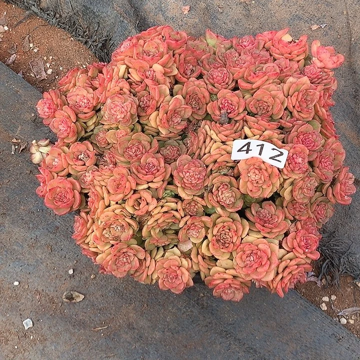 412蜡牡丹 一物一拍多肉