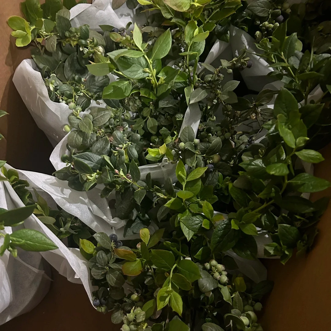 蓝莓苗 一颗装  500g山东20mm