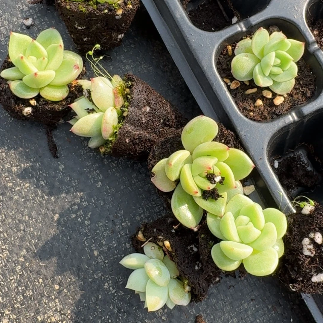 冰玉东云杂交六颗量拍14-50