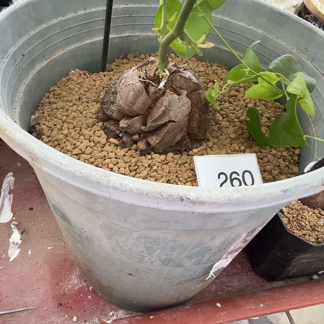 多肉植物专拍植物不退换 一物一拍 南非龟甲龙260