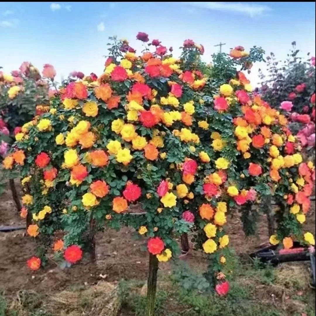 老桩棒棒糖树桩月季花苗特大花浓香盆栽玫瑰树阳台庭院花卉四季