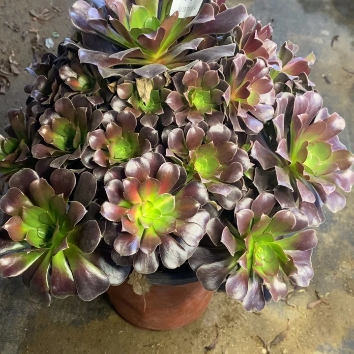 欧姿多肉断头不包1621