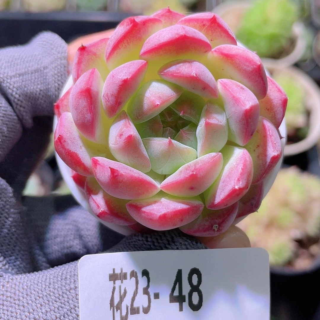 花利美23-48白桃汽水