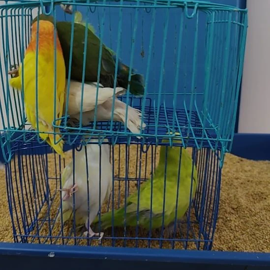虎皮鹦鹉牡丹鹦鹉鹦鹉3只