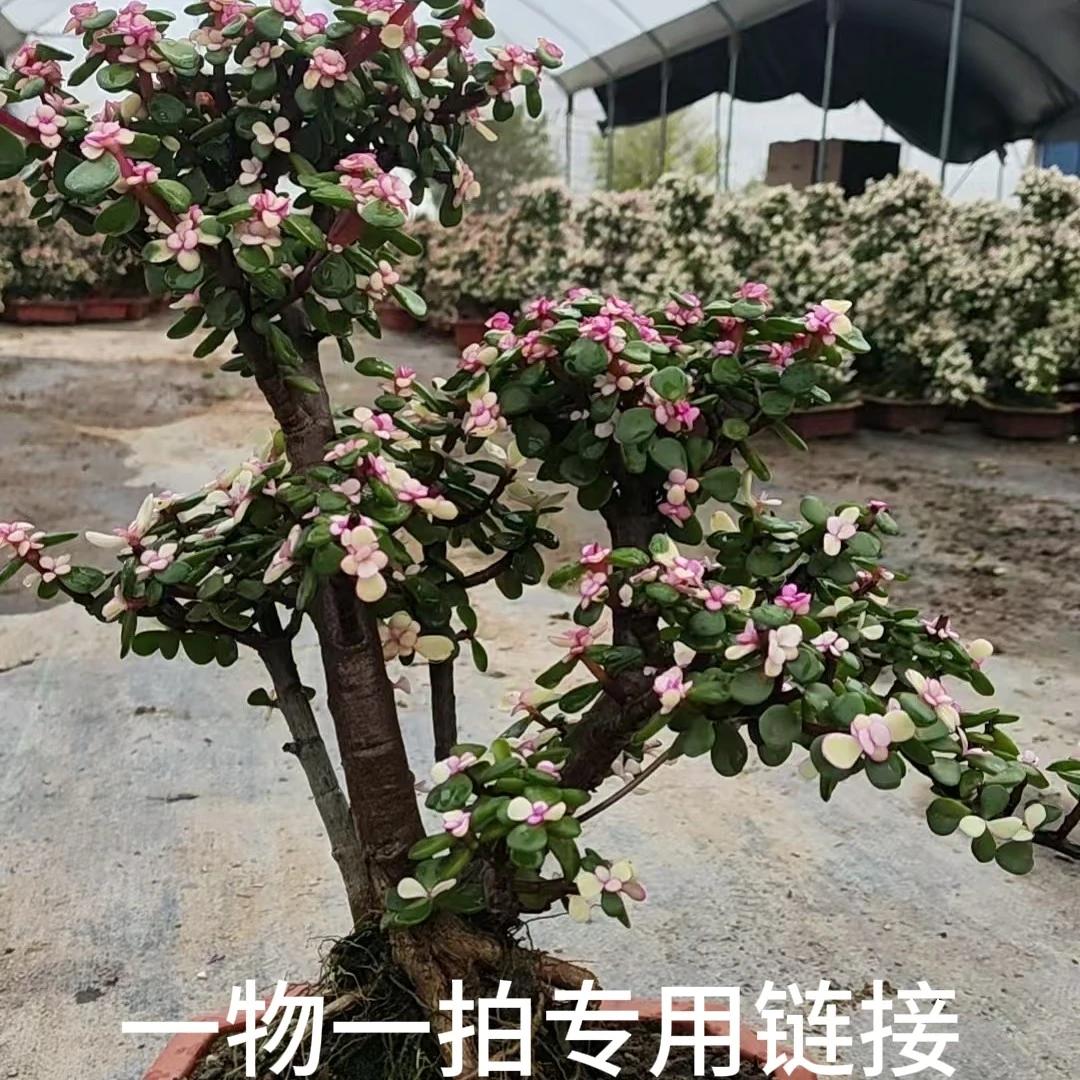 一物一拍金枝玉叶好养绿植(直播间实物为准)
