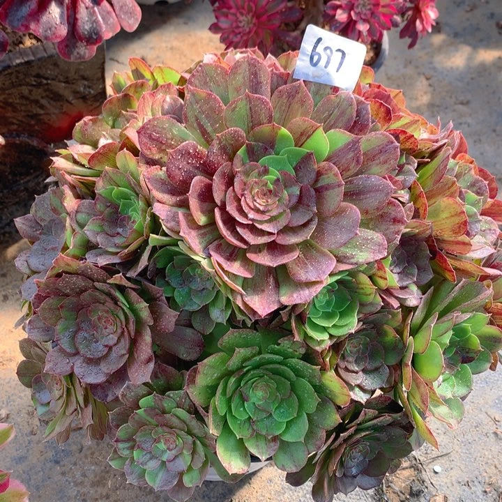 697花月夜精品法师多肉