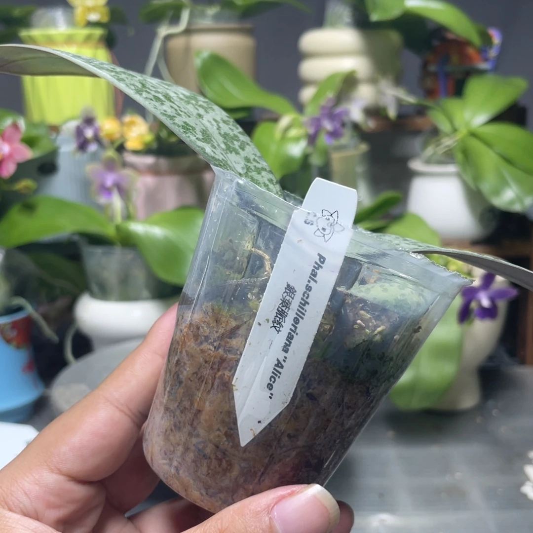 完全开放爱丽丝西雷利，分生，2.5杯苗1棵