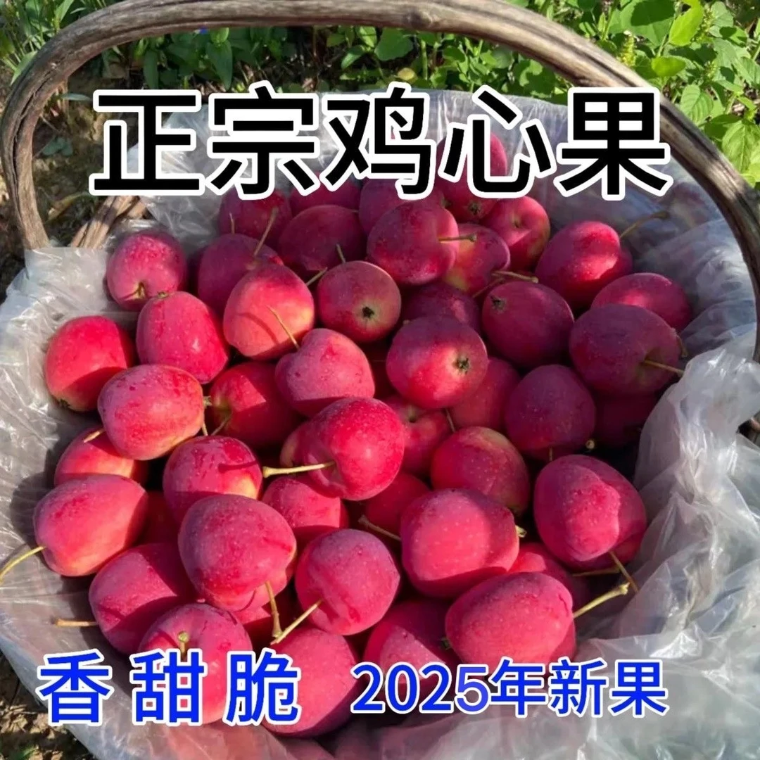 【顺丰包邮】特大果大号鸡心果海棠果沙果锦绣海棠冰糖心小苹果新