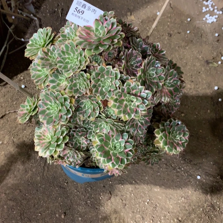 有***情569孔雀翎多肉植物特价